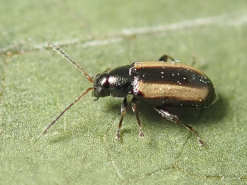 Chrysomelidae: Phyllotreta vittula? S.